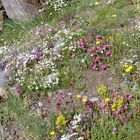 Alpenblumenwiewse mit phantastischer Pflanzenvielfalt