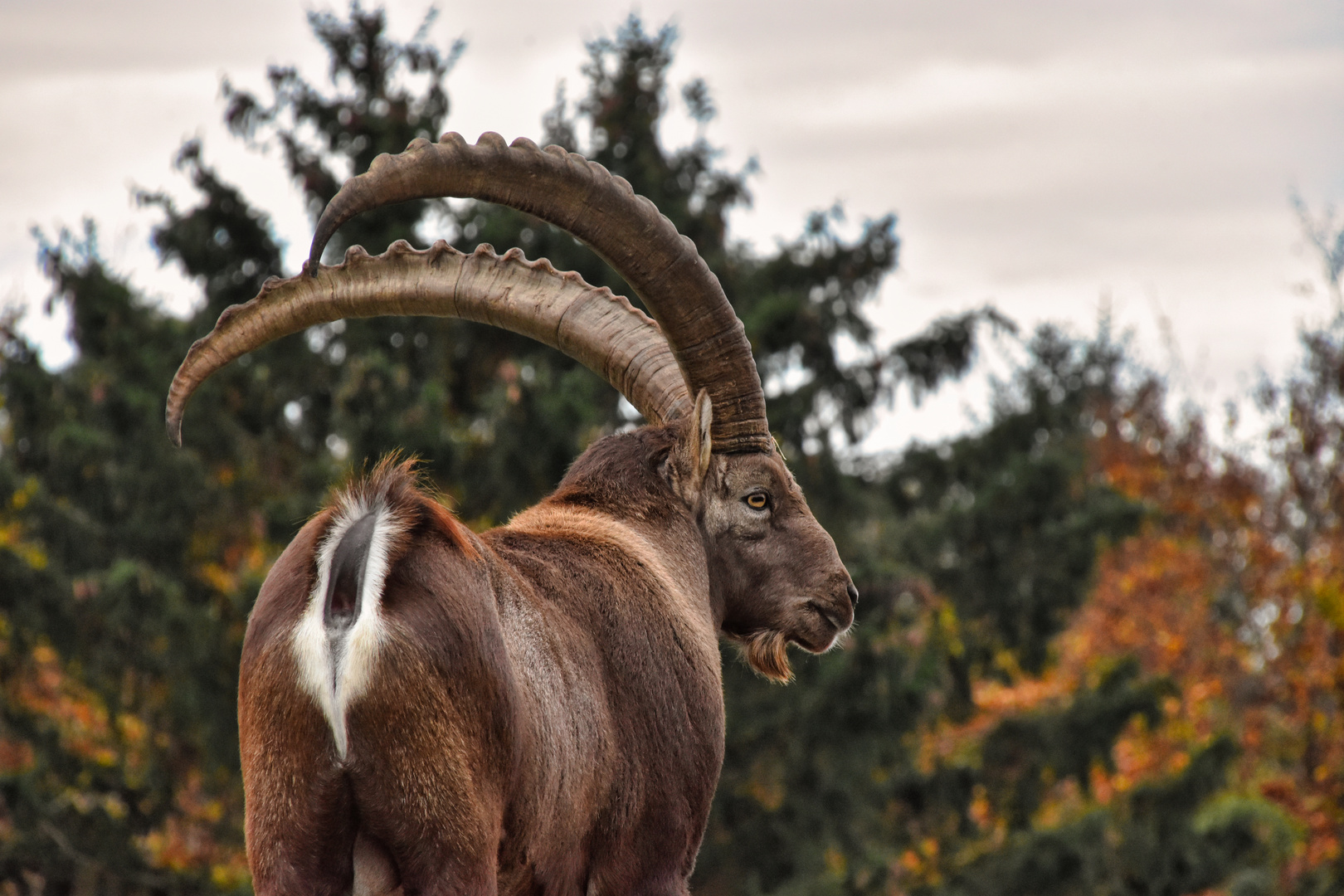 Alpenbock