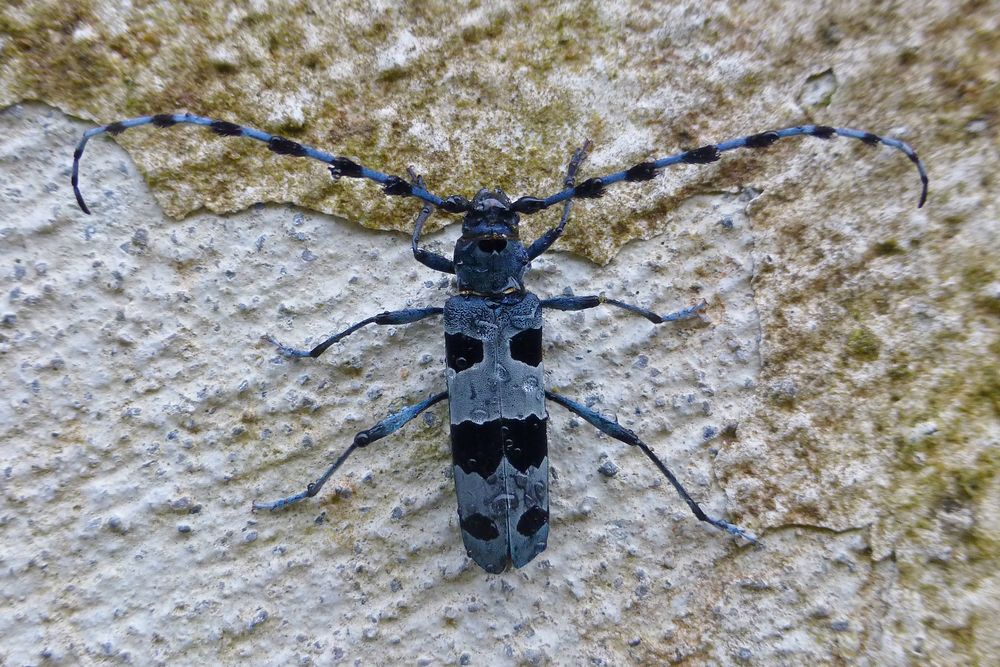 Alpenbock oder Rosalia Longicorn (Rosalia alpina)