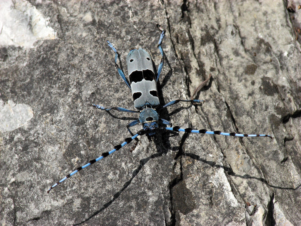 Alpenbock Rosalia alpina