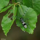 Alpenbock (Rosalia alpina)