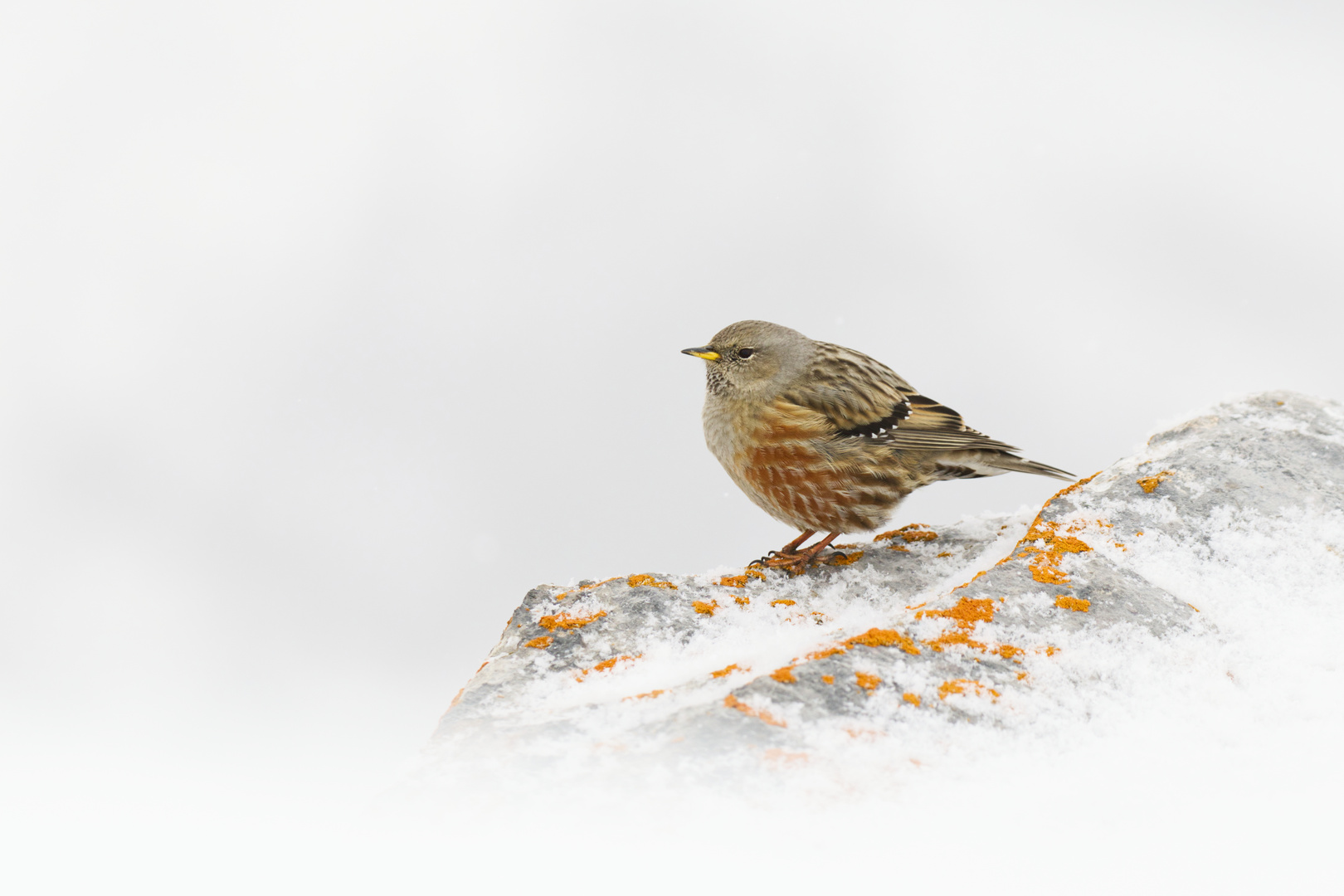 Alpenbraunelle, Februar 2024