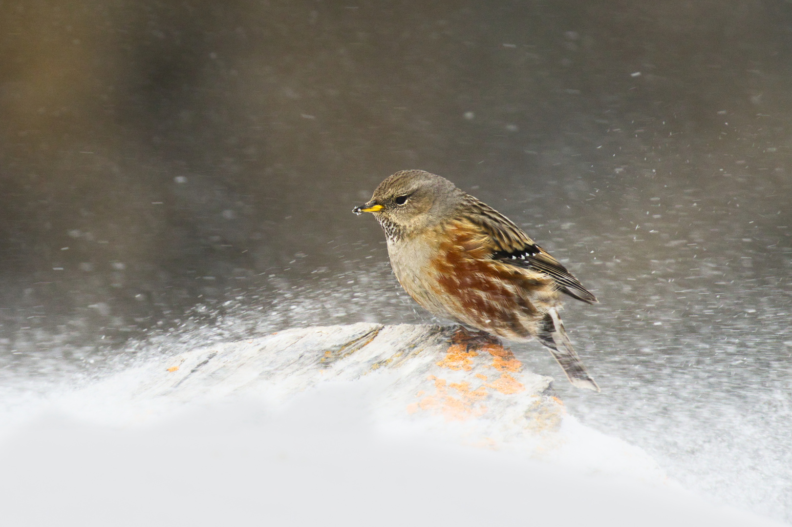 Alpenbraunelle, Februar 2024