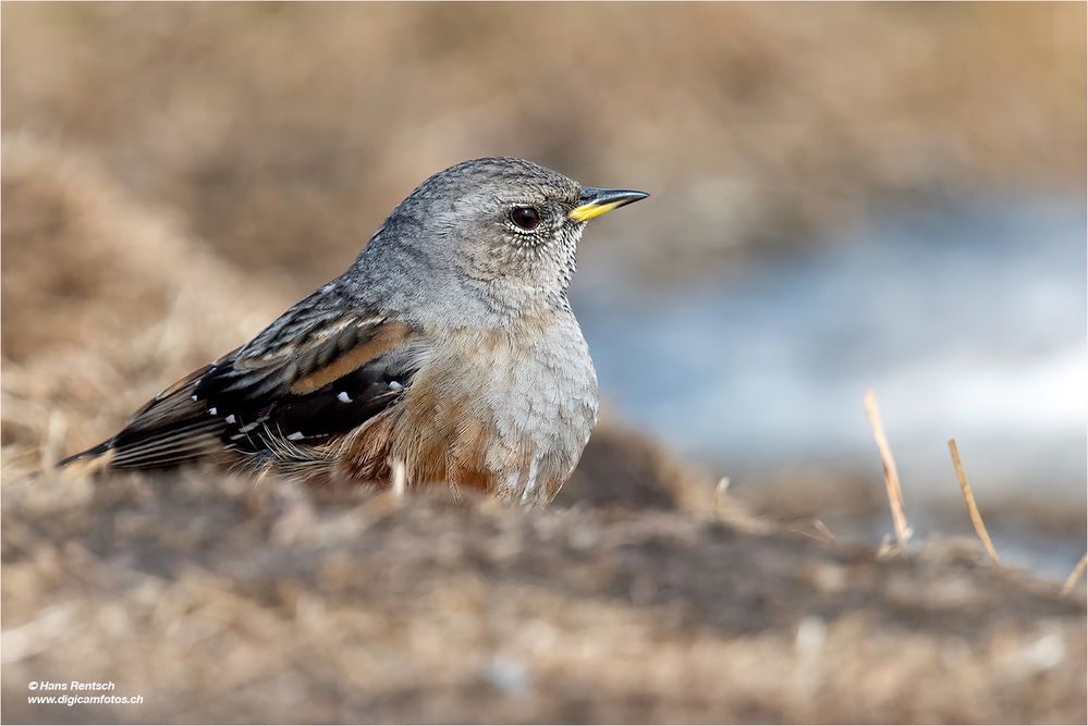 Alpenbraunelle Porträt