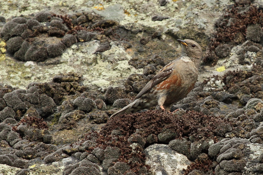 Alpenbraunelle ( Prunella collaris)