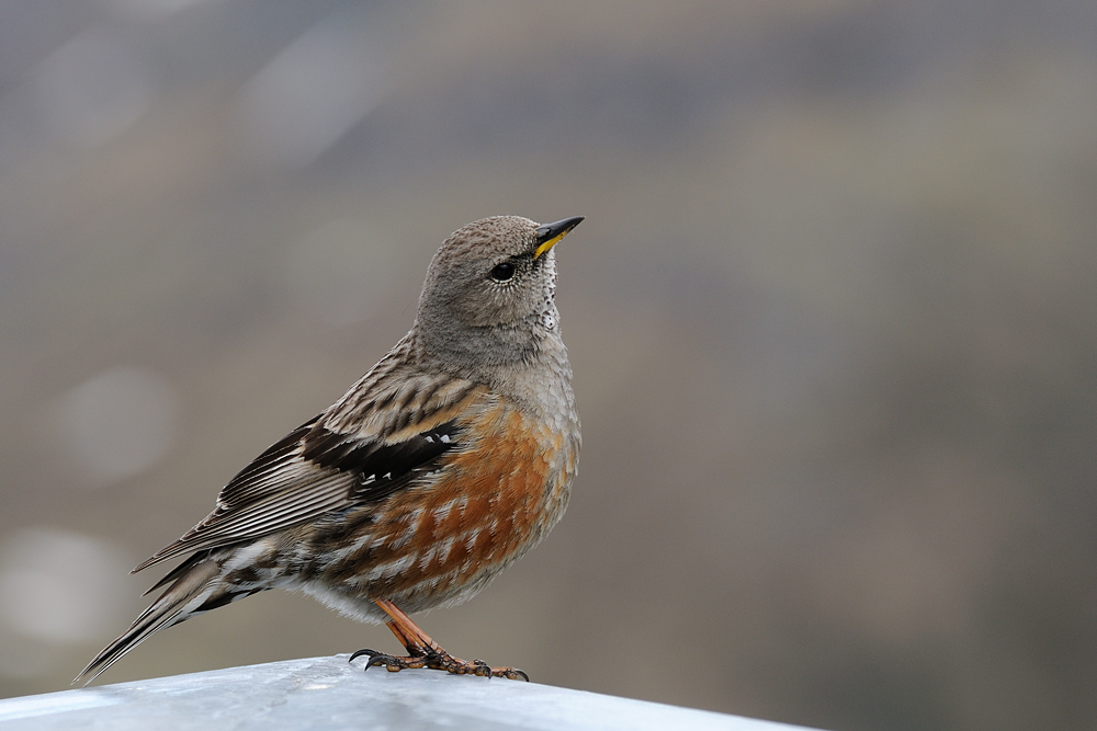 Alpenbraunelle (Prunella collaris)