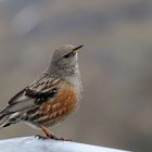 Alpenbraunelle (Prunella collaris)