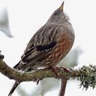 Alpenbraunelle ( Prunella collaris )