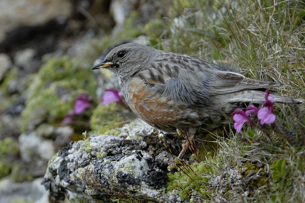 Alpenbraunelle (Prunella collaris)