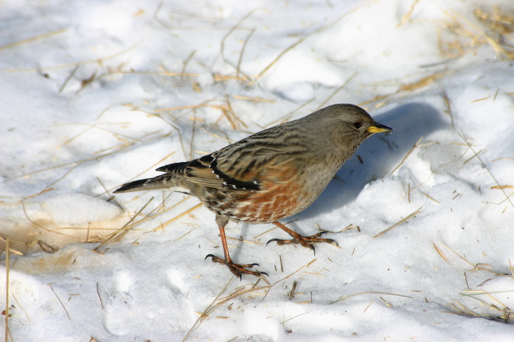 Alpenbraunelle (Prunella collaris)