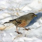 Alpenbraunelle (Prunella collaris)