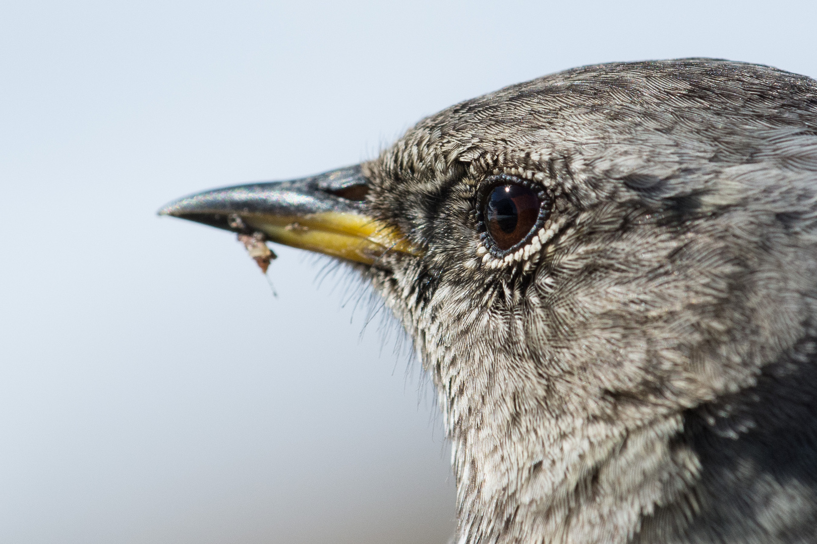 Alpenbraunelle (Prunella collaris); ganz nah