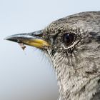 Alpenbraunelle (Prunella collaris); ganz nah