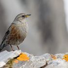 Alpenbraunelle (Prunella collaris); mit strengem Blick