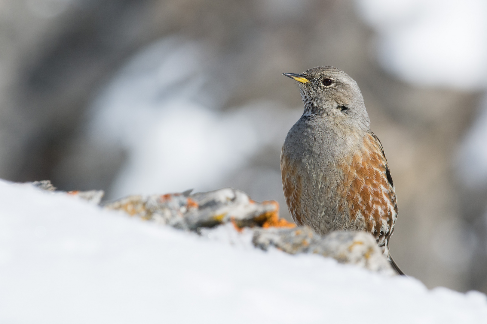 Alpenbraunelle (Prunella collaris); vorsichtig neugierig