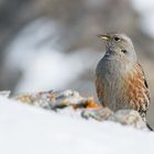 Alpenbraunelle (Prunella collaris); vorsichtig neugierig