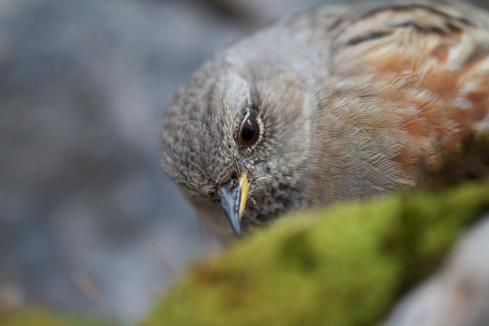 Alpenbraunellen Portrait