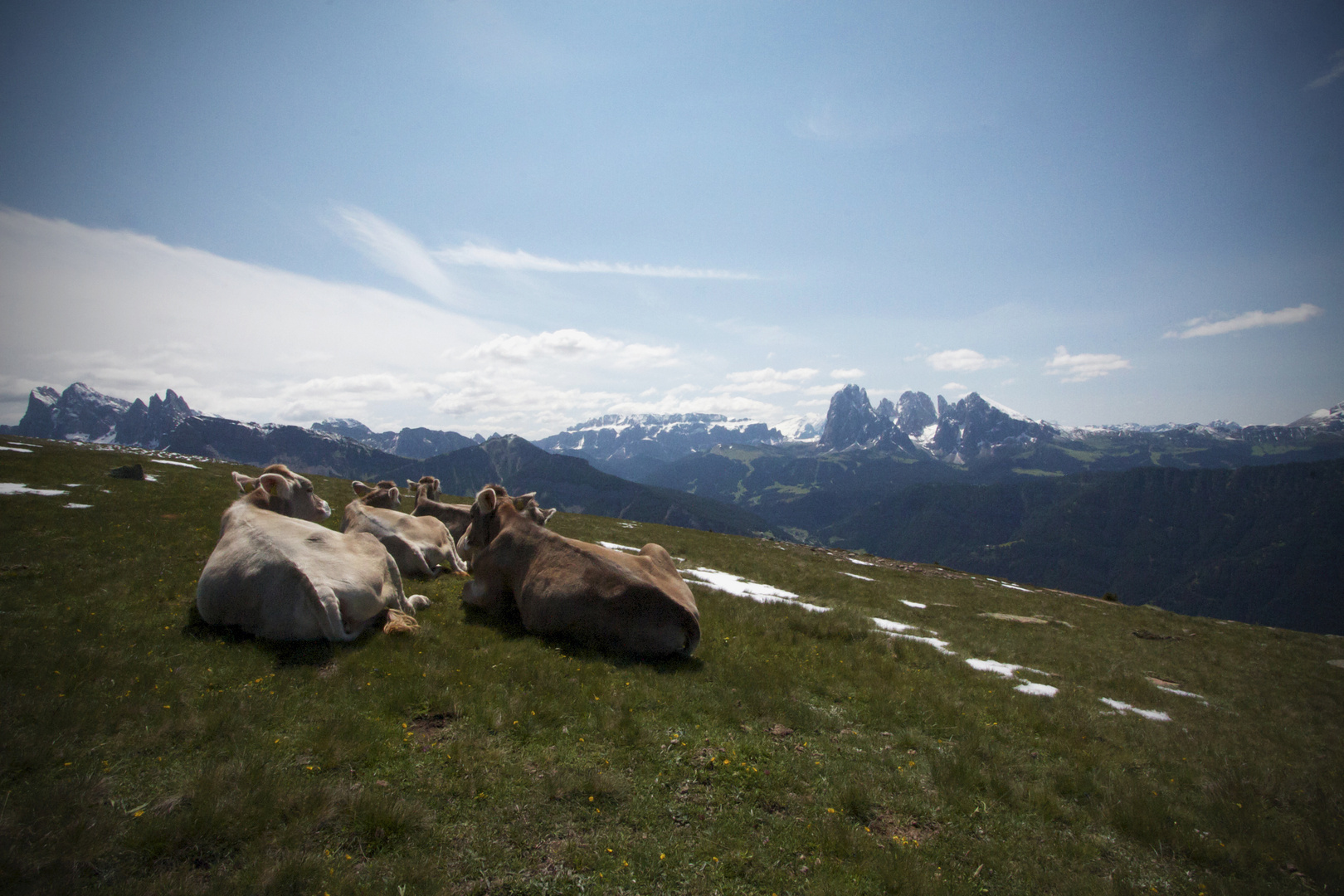 alpen&cow