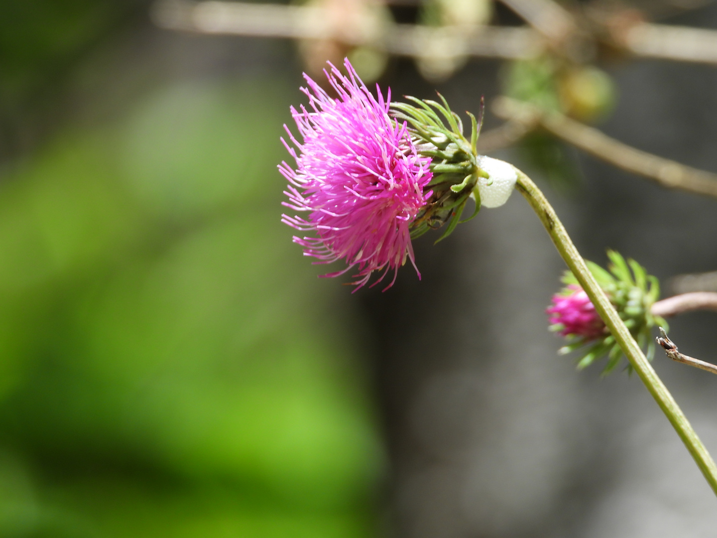 Alpendistel