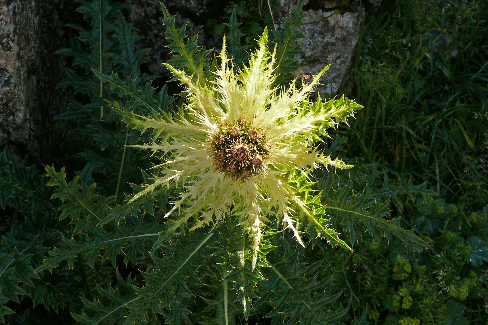 Alpendistel