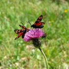 Alpendistel mit 4 Schmetterlingen