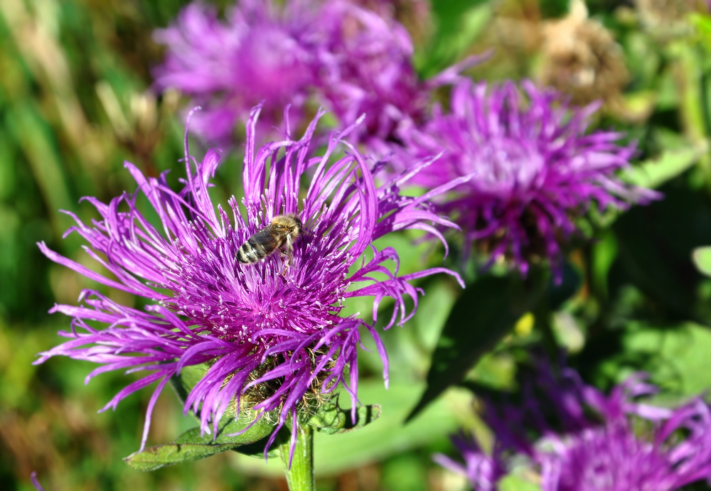 Alpendistel mit Besucher