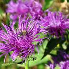 Alpendistel mit Besucher