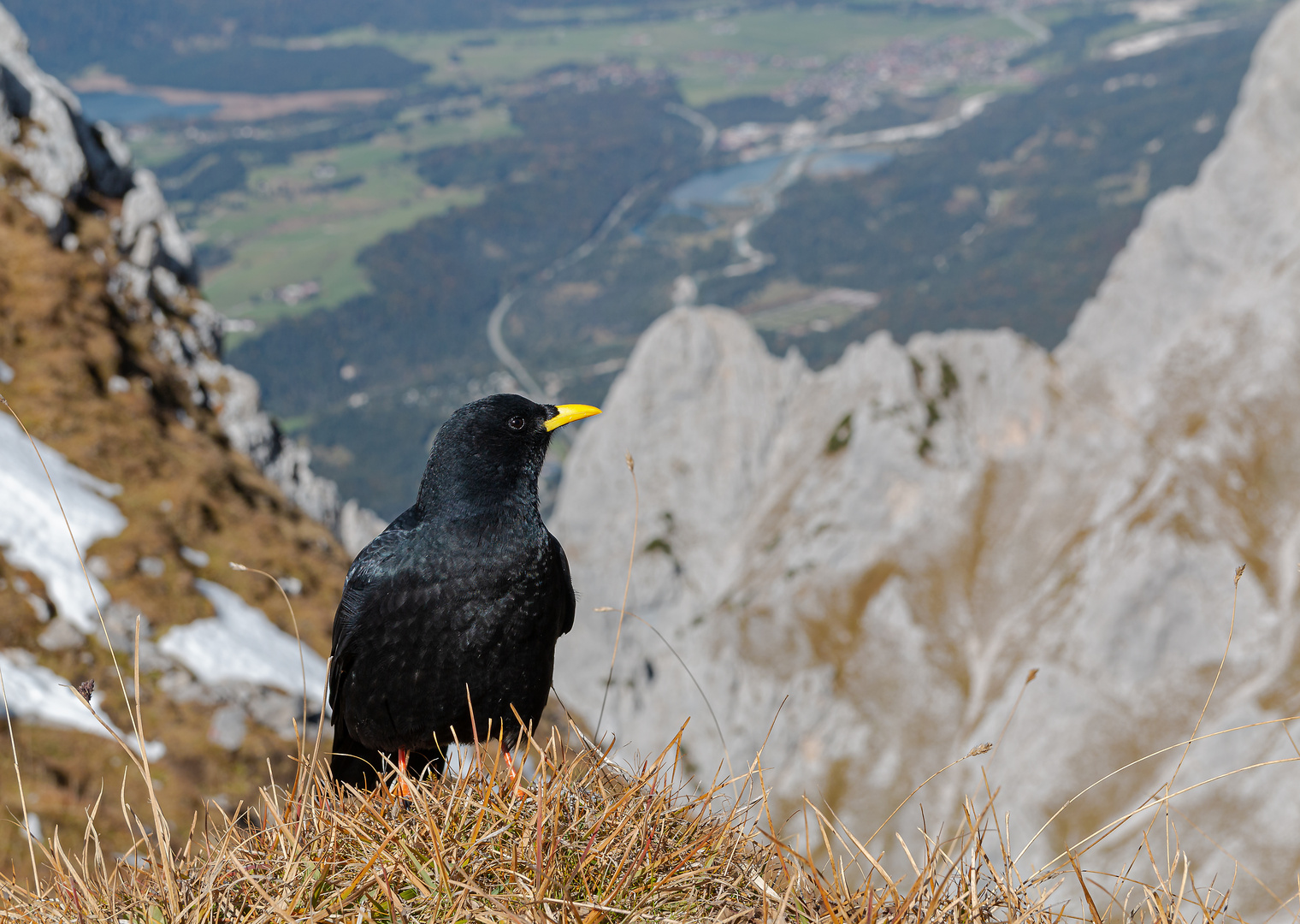 Alpendohle