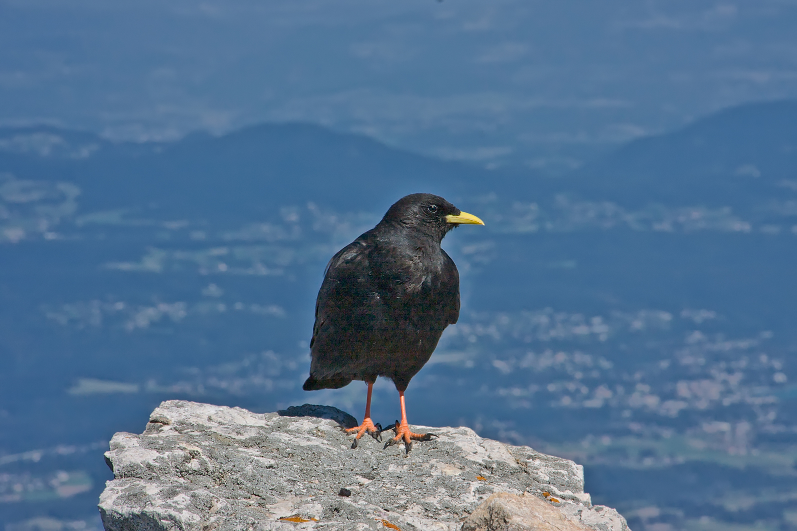 Alpendohle