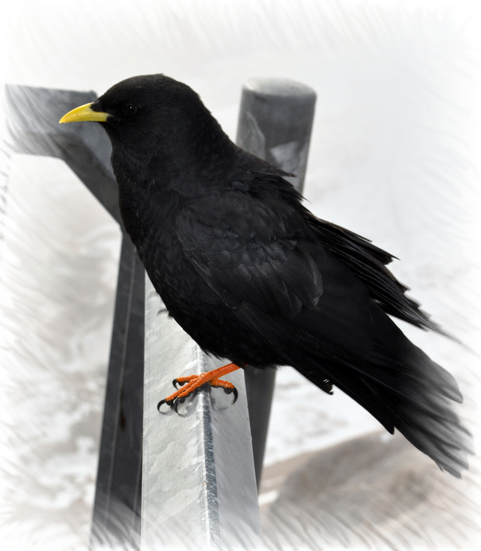 Alpendohle 1 (Pyrrhocorax graculus)