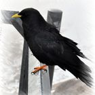 Alpendohle 1 (Pyrrhocorax graculus)