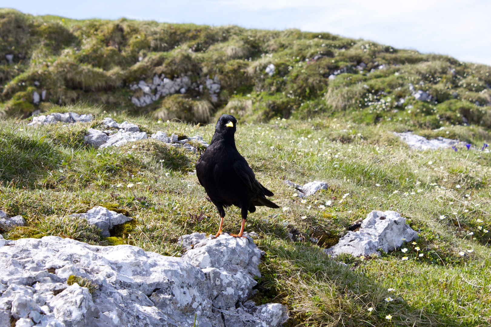 Alpendohle