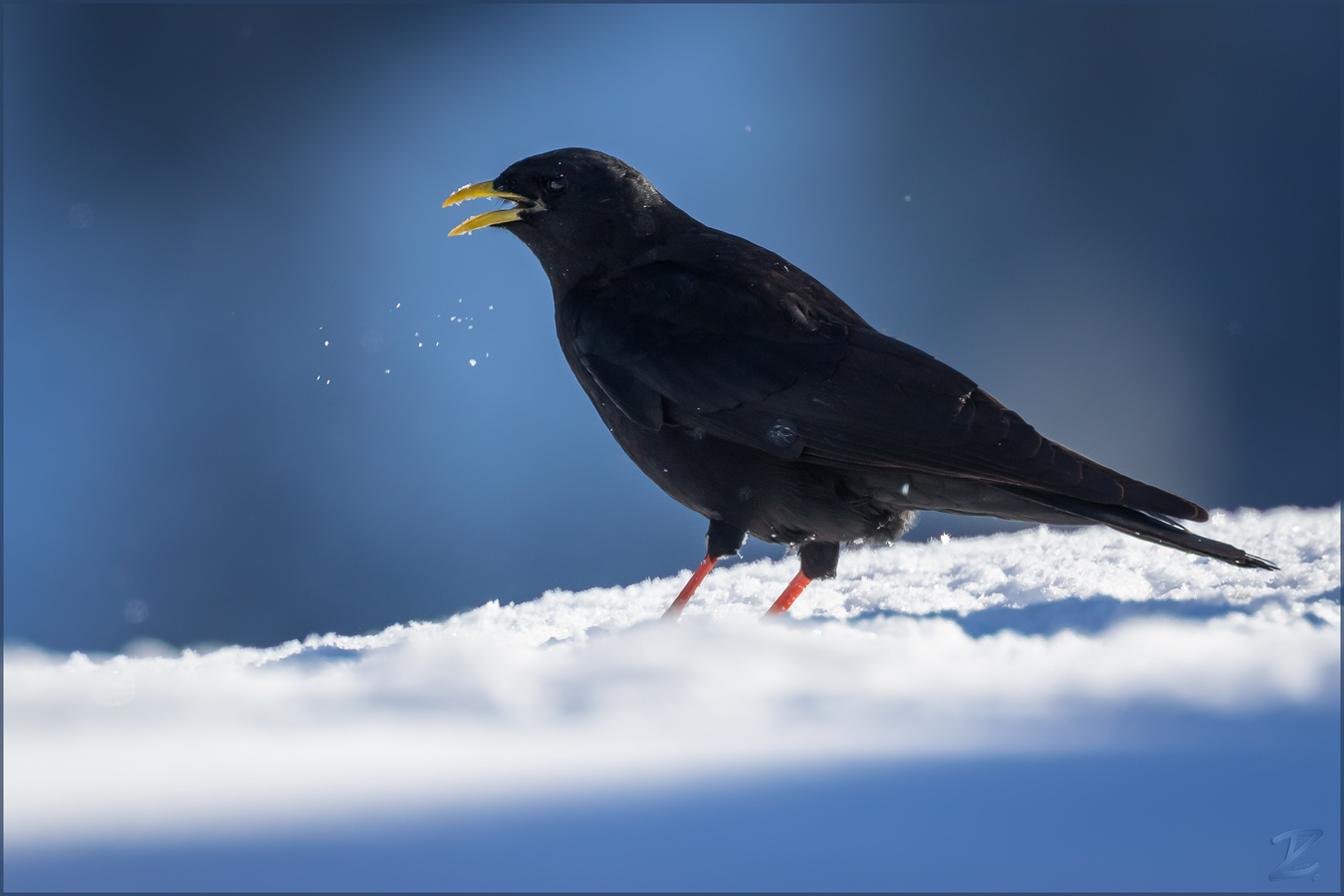 Alpendohle (Alpine chough)