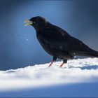 Alpendohle (Alpine chough)