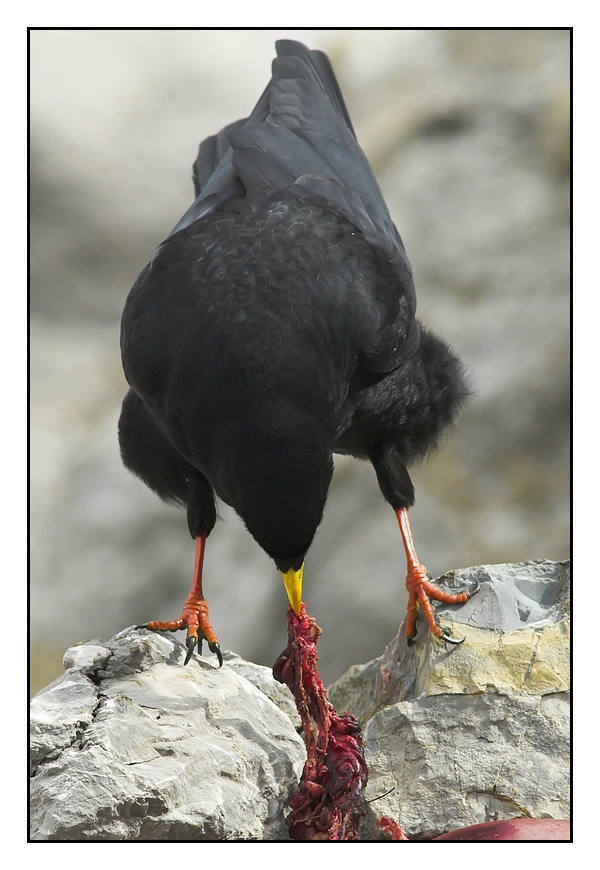 Alpendohle am Aufbruch.