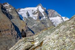 Alpendohle am Großglockner