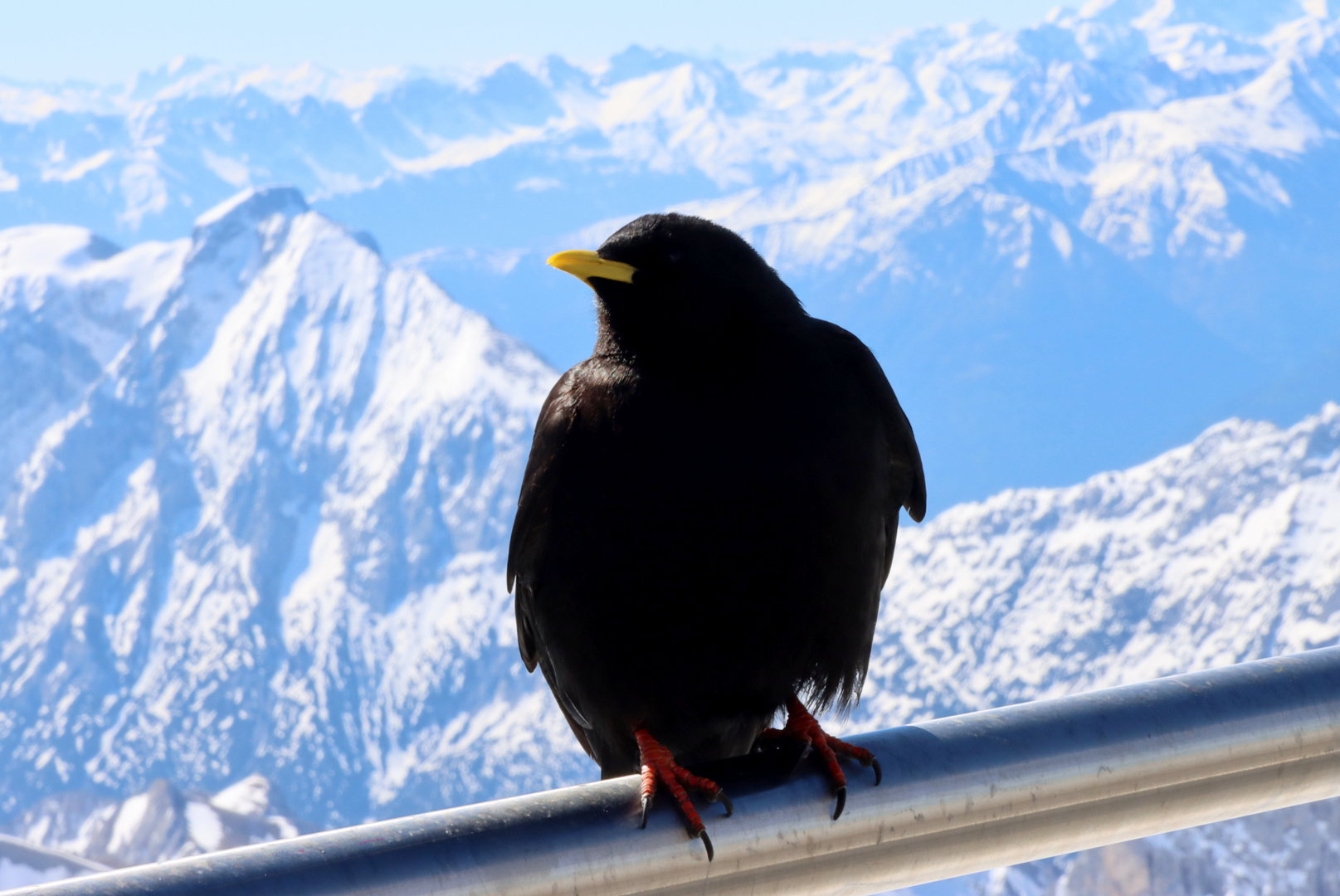 Alpendohle auf dem Gipfel der Zugspitze (2962m)