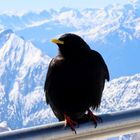 Alpendohle auf dem Gipfel der Zugspitze (2962m)