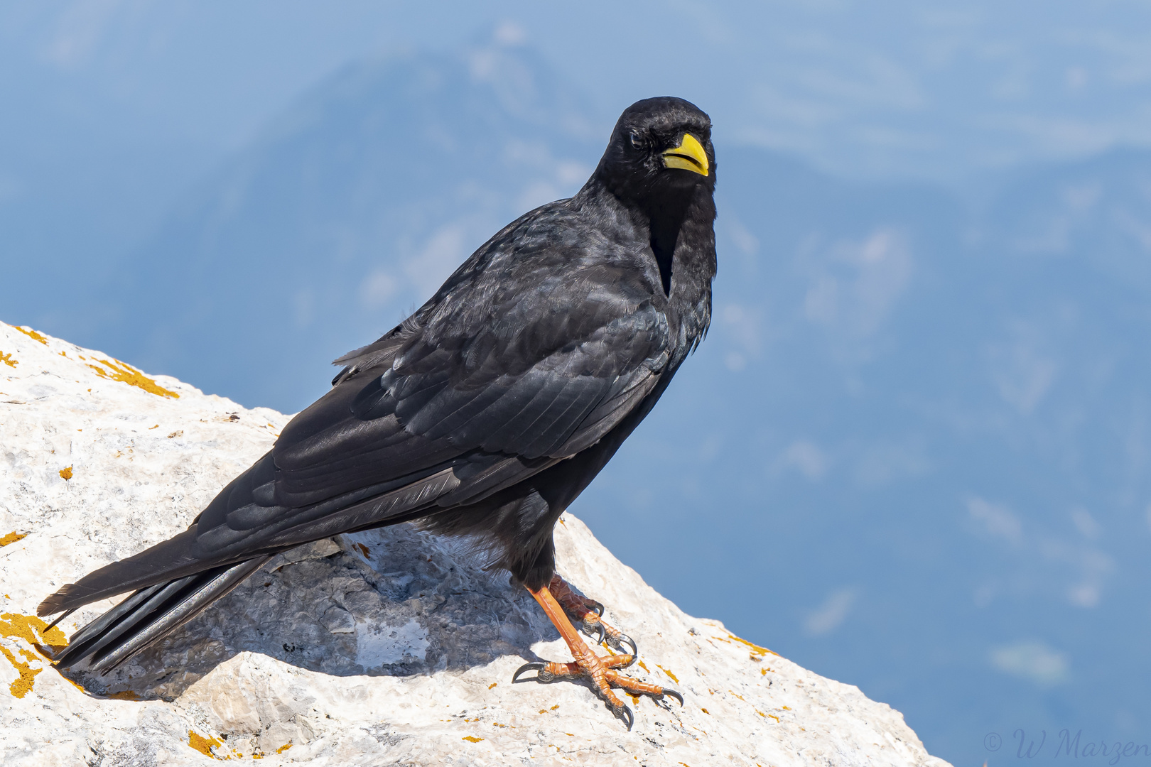 Alpendohle auf dem Gipfel "Hoher Göll"