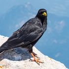 Alpendohle auf dem Gipfel "Hoher Göll"