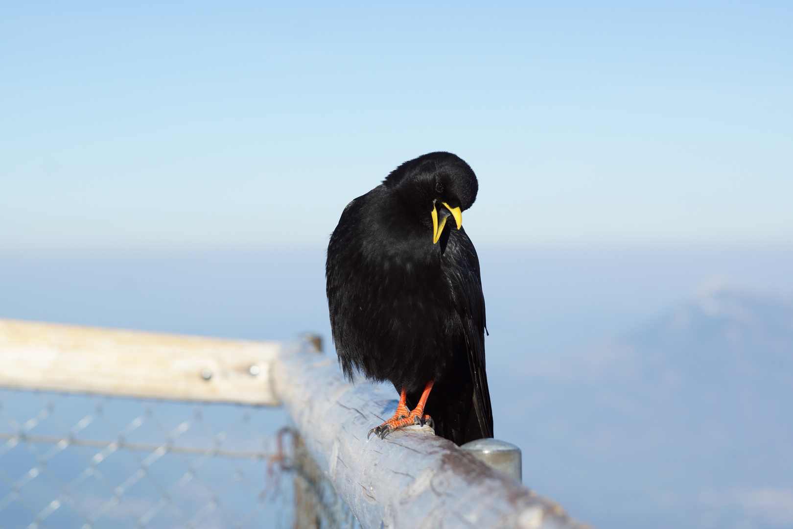 Alpendohle auf dem Pilatus