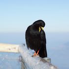 Alpendohle auf dem Pilatus