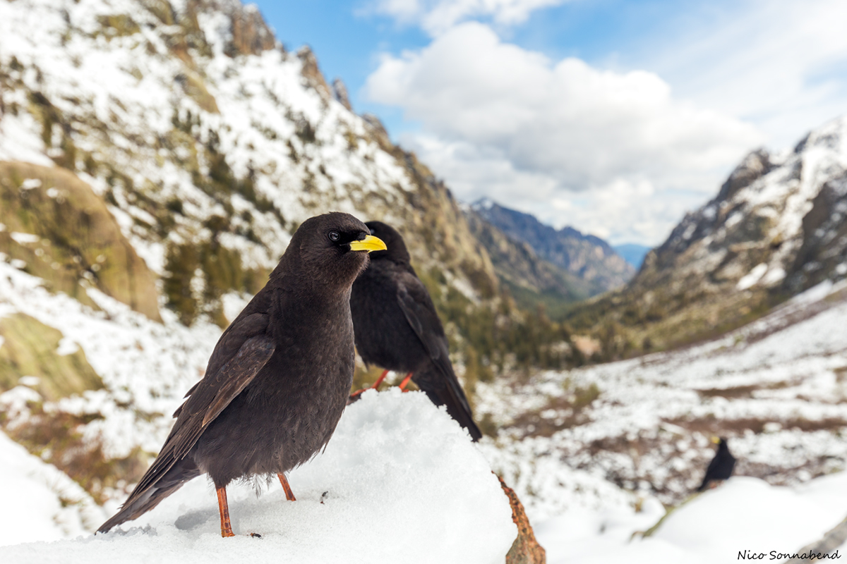 Alpendohle auf Korsika