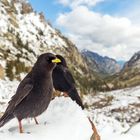 Alpendohle auf Korsika