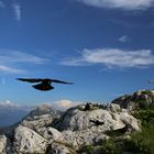 Alpendohle Bergspitze