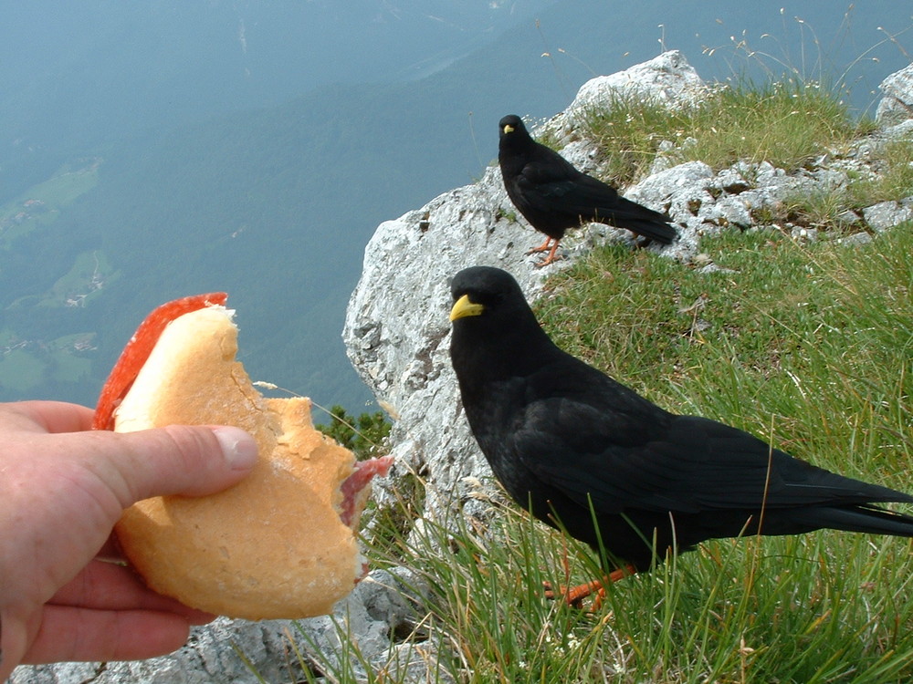 Alpendohle (Brozeitadler)