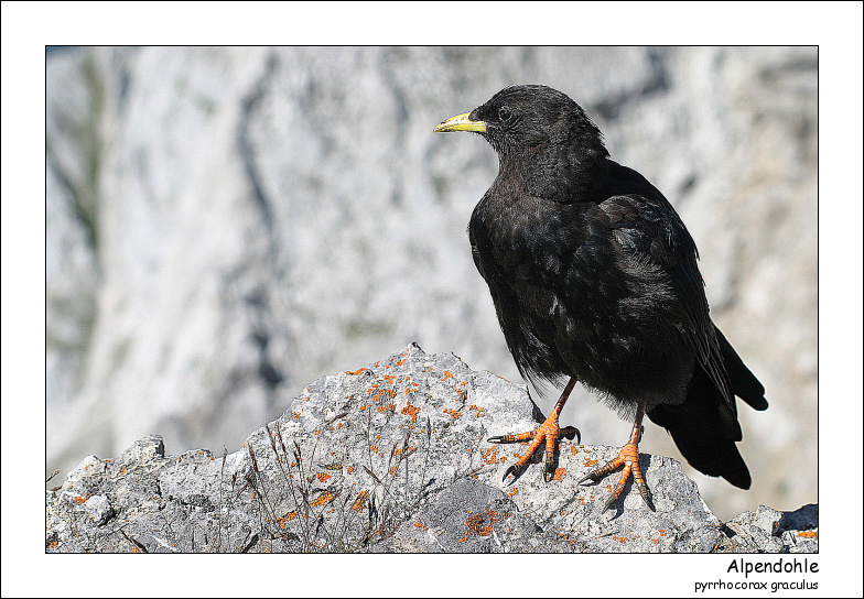 Alpendohle (für's Lehrbuch)