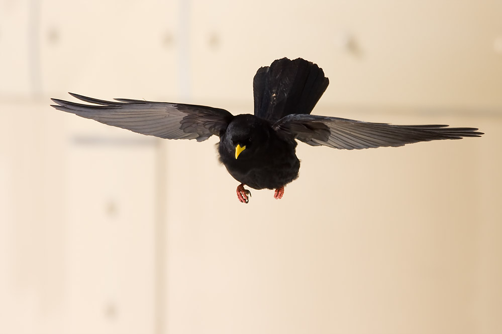 Alpendohle im Anflug