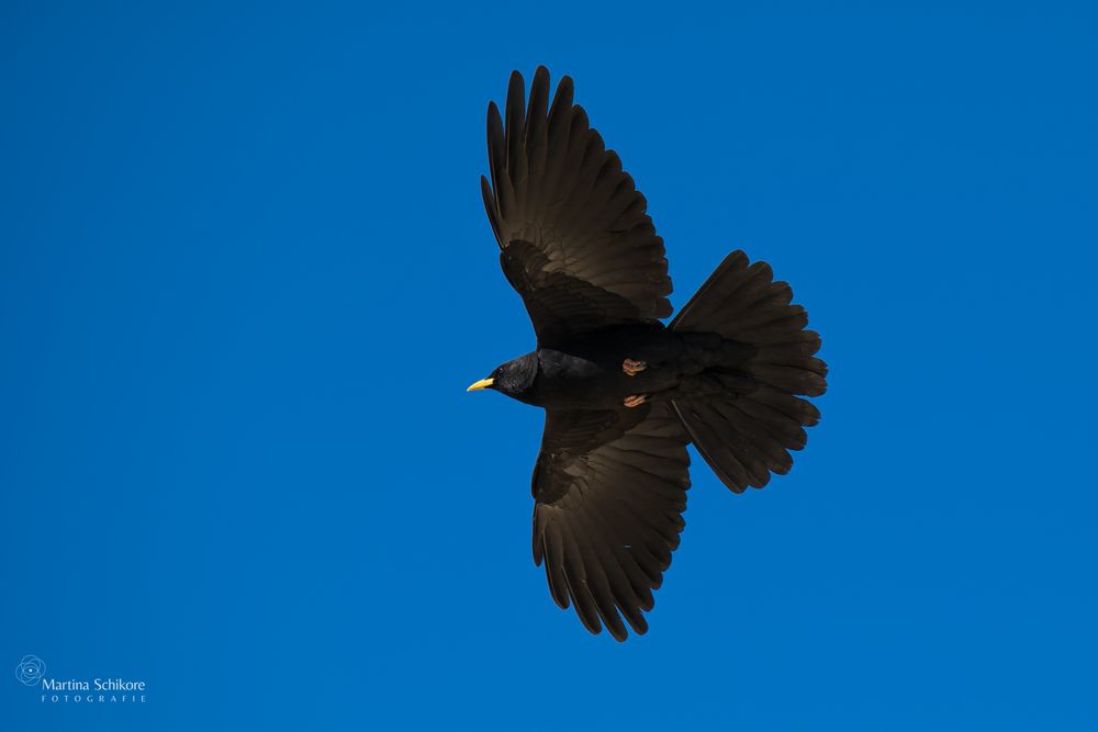 Alpendohle im Flug