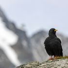 Alpendohle im Hochgebirge